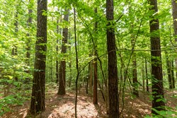 Cedar Creek Tract 37