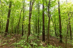 Cedar Creek Tract 37