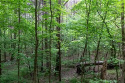 property photo for Cedar Creek Tract 38, 6.27 acres for sale in Perry County, Tennessee