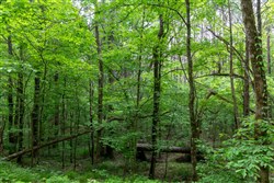 property photo for Cedar Creek Tract 38, 6.27 acres for sale in Perry County, Tennessee