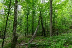 property photo for Cedar Creek Tract 38, 6.27 acres for sale in Perry County, Tennessee