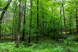 property photo for Cedar Creek Tract 38, 6.27 acres for sale in Perry County, Tennessee