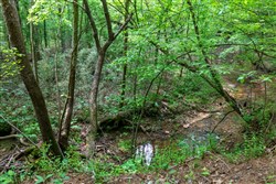 Cedar Creek Tract 39