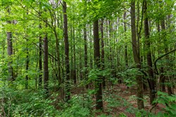 Cedar Creek Tract 39