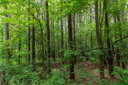 Cedar Creek Tract 39