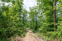 Cedar Creek Tract 39