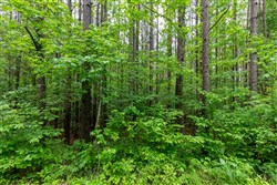 Cedar Creek Tract 39