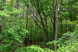 Cedar Creek Tract 39