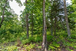 property photo for Cedar Creek Tract 4, 5.04 acres for sale in Perry County, Tennessee