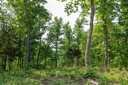 property photo for Cedar Creek Tract 4, 5.04 acres for sale in Perry County, Tennessee
