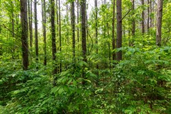property photo for Cedar Creek Tract 41, 6.23 acres for sale in Perry County, Tennessee