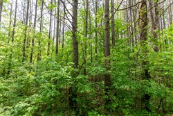 property photo for Cedar Creek Tract 41, 6.23 acres for sale in Perry County, Tennessee