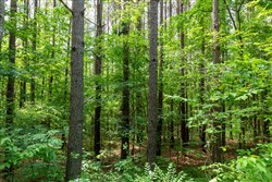 property photo for Cedar Creek Tract 41, 6.23 acres for sale in Perry County, Tennessee