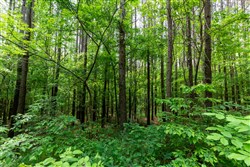 property photo for Cedar Creek Tract 41, 6.23 acres for sale in Perry County, Tennessee