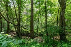 property photo for Cedar Creek Tract 42, 6.17 acres for sale in Perry County, Tennessee