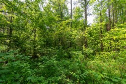 property photo for Cedar Creek Tract 42, 6.17 acres for sale in Perry County, Tennessee