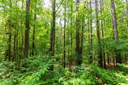 property photo for Cedar Creek Tract 42, 6.17 acres for sale in Perry County, Tennessee
