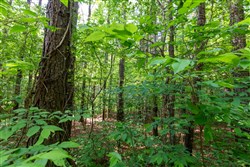 property photo for Cedar Creek Tract 42, 6.17 acres for sale in Perry County, Tennessee