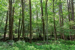 property photo for Cedar Creek Tract 43, 5.34 acres for sale in Perry County, Tennessee