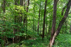 property photo for Cedar Creek Tract 43, 5.34 acres for sale in Perry County, Tennessee