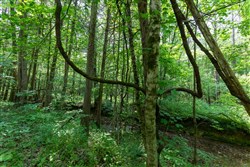 property photo for Cedar Creek Tract 43, 5.34 acres for sale in Perry County, Tennessee