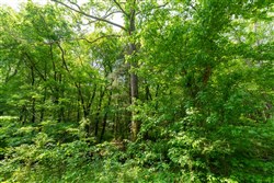property photo for Cedar Creek Tract 45, 6.75 acres for sale in Perry County, Tennessee