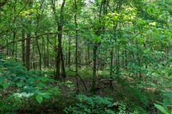 property photo for Cedar Creek Tract 45, 6.75 acres for sale in Perry County, Tennessee