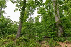 property photo for Cedar Creek Tract 48, 5.39 acres for sale in Perry County, Tennessee