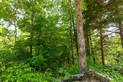 property photo for Cedar Creek Tract 5, 5.53 acres for sale in Perry County, Tennessee