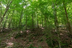 property photo for Cedar Creek Tract 51, 5.83 acres for sale in Perry County, Tennessee