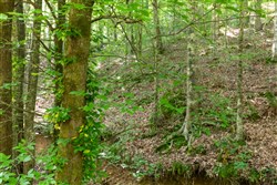 property photo for Cedar Creek Tract 51, 5.83 acres for sale in Perry County, Tennessee