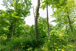 property photo for Cedar Creek Tract 54, 5.44 acres for sale in Perry County, Tennessee