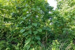 property photo for Cedar Creek Tract 56, 7.06 acres for sale in Perry County, Tennessee