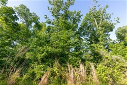 property photo for Cedar Creek Tract 56, 7.06 acres for sale in Perry County, Tennessee
