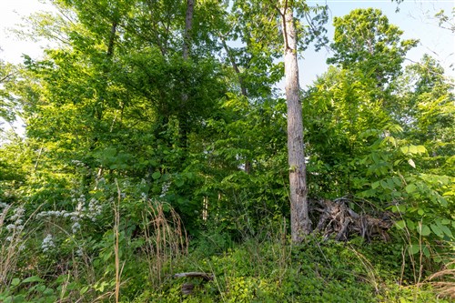 Cedar Creek Tract 57