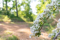 Cedar Creek Tract 57