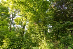 Cedar Creek Tract 57