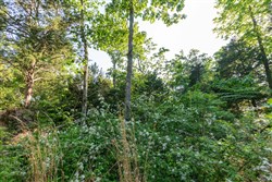 Cedar Creek Tract 58