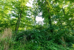 Cedar Creek Tract 58