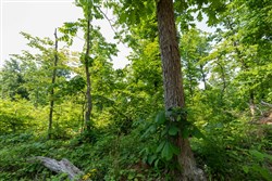 Cedar Creek Tract 59