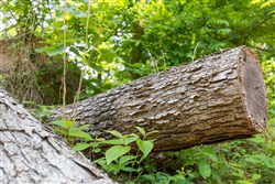 Cedar Creek Tract 59