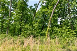 Cedar Creek Tract 59