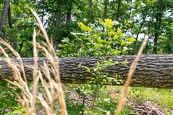 property photo for Cedar Creek Tract 6, 5.92 acres for sale in Perry County, Tennessee