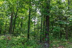 property photo for Cedar Creek Tract 6, 5.92 acres for sale in Perry County, Tennessee