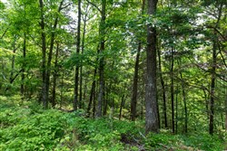 property photo for Cedar Creek Tract 6, 5.92 acres for sale in Perry County, Tennessee