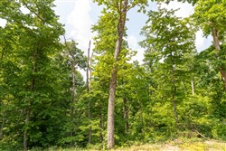 Cedar Creek Tract 60