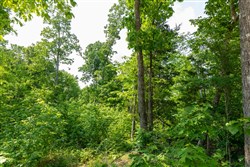 Cedar Creek Tract 60