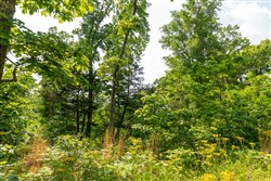 Cedar Creek Tract 60