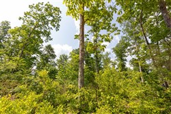 Cedar Creek Tract 60