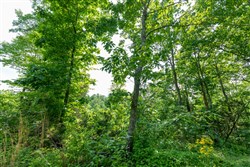 property photo for Cedar Creek Tract 61, 5.89 acres for sale in Perry County, Tennessee